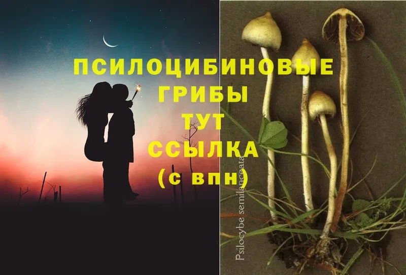 Псилоцибиновые грибы Cubensis  Лесосибирск 